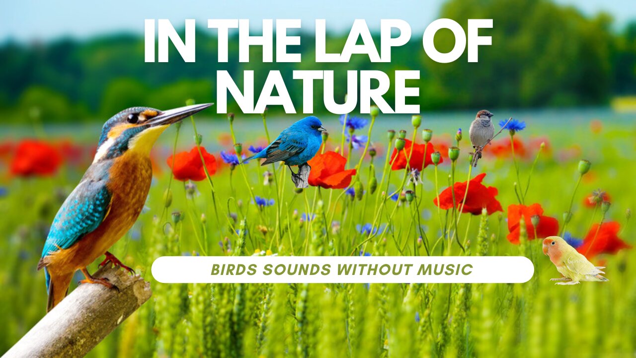 Nature Sounds - Birds Singing Without Music| Bird Sounds Relaxation| Soothing Nature Sounds.