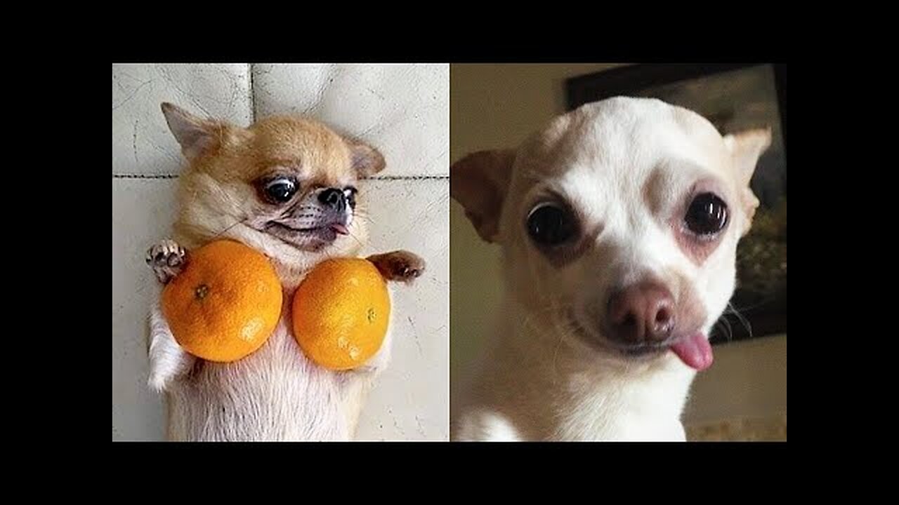 Funny and Cute Dog Pomeranian 😍🐶| Funny Puppy Videos