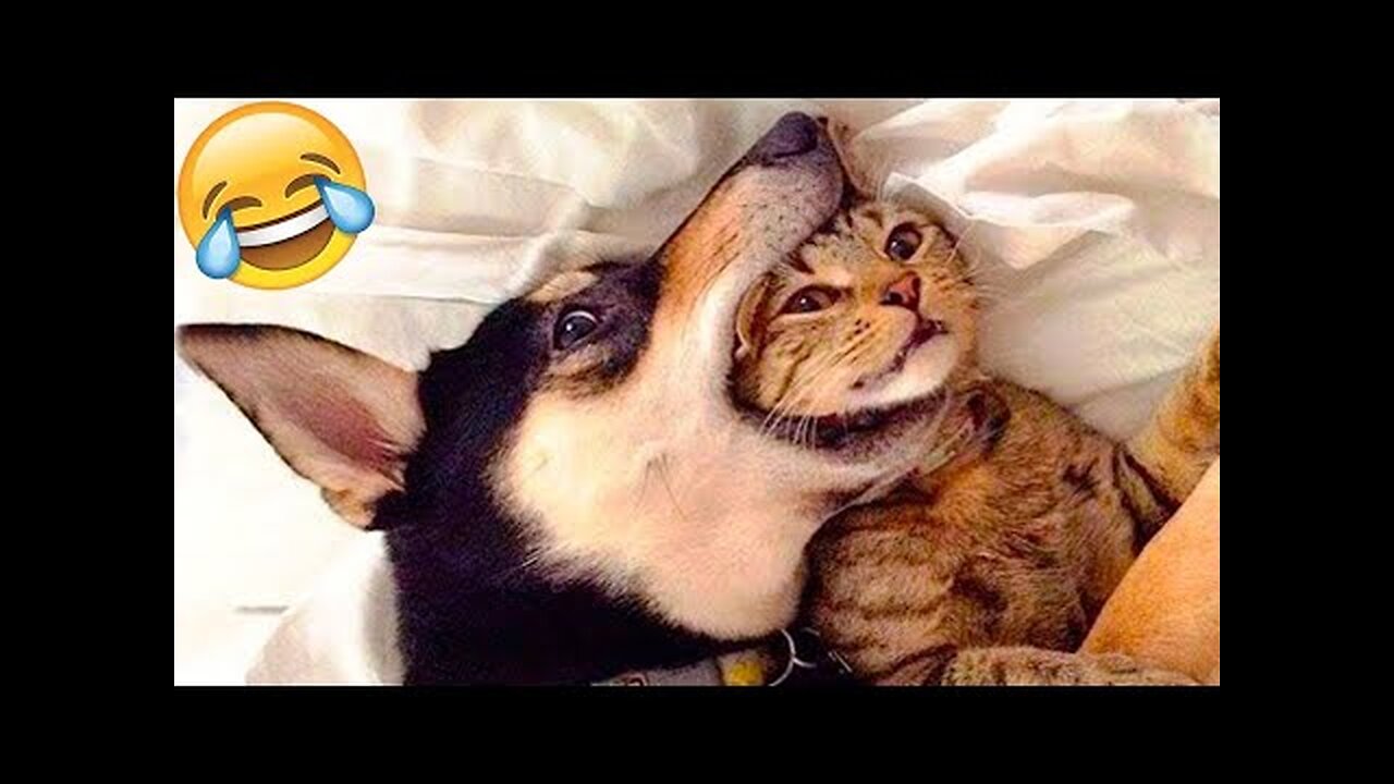 Funny Cat Fails: The Most Hilarious Cat Videos of the Yea