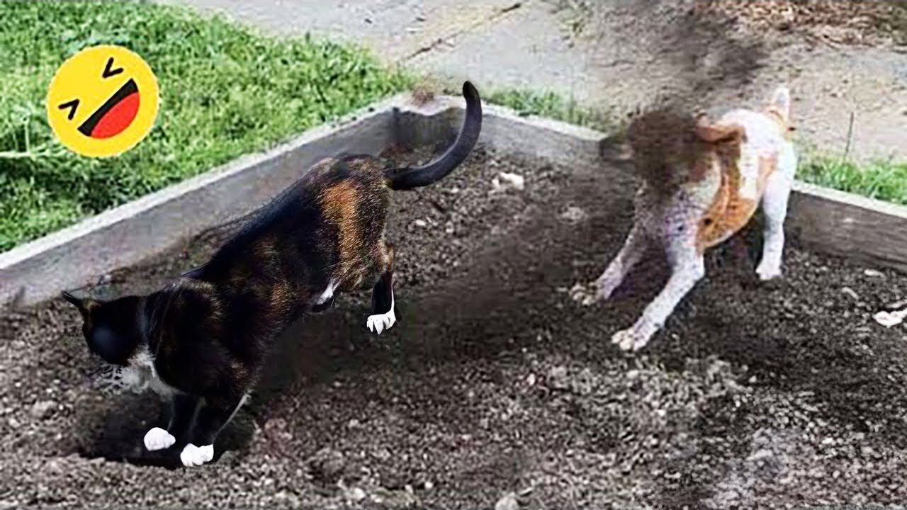 Funny Animals 2024 😂 Cute Cat And Dog Funny Videos 😸 Part 145