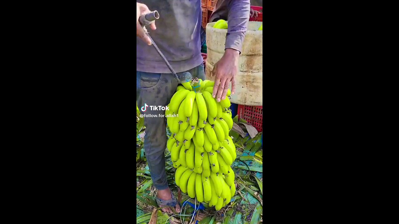 banana
