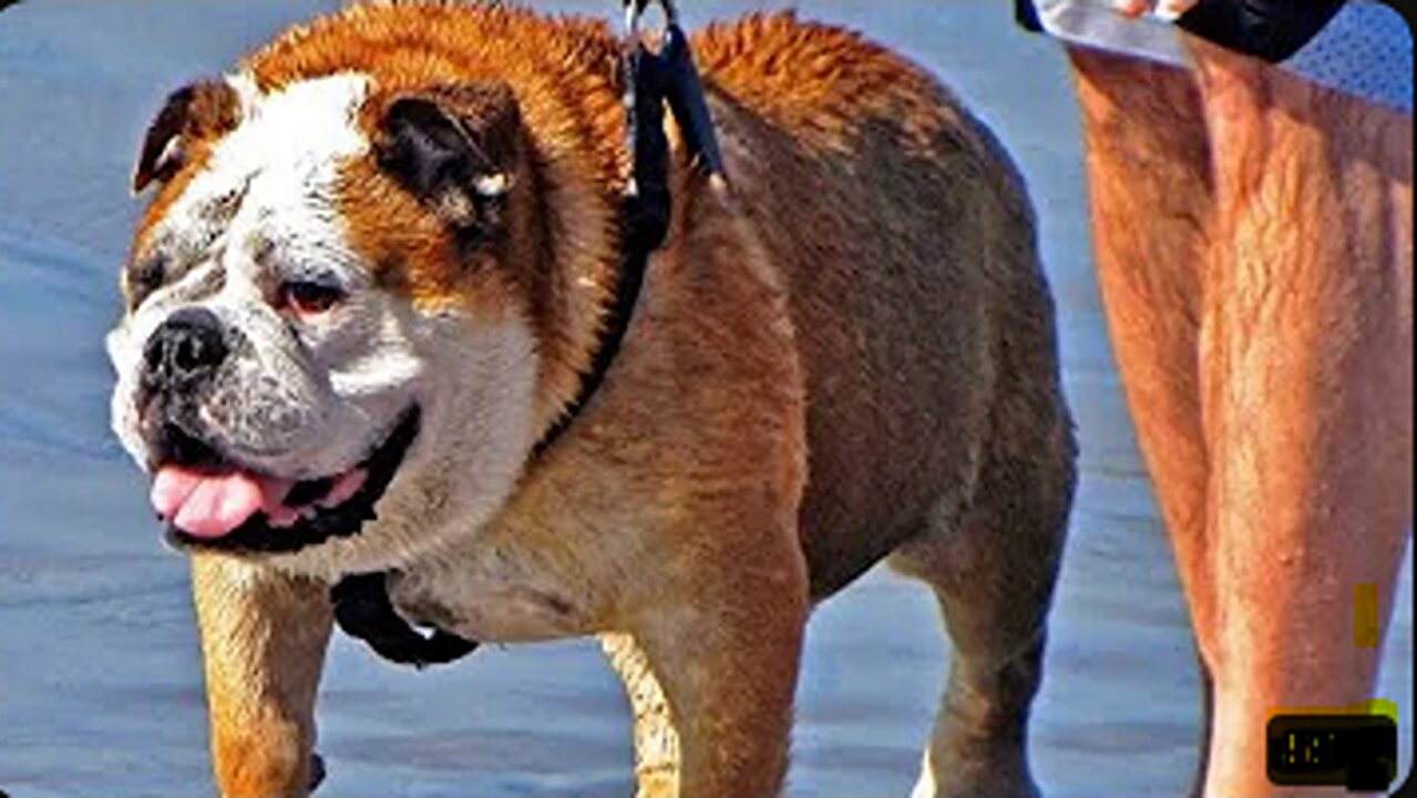 10 Most Dangerous Dog Breeds In The World! New 2023