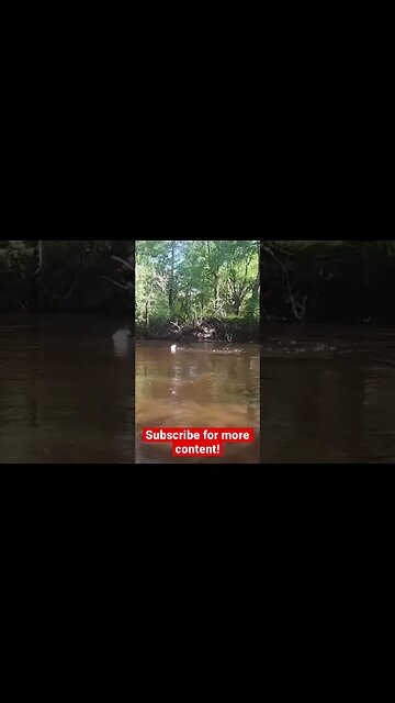 A Big River Bass in Neck Deep Water!
