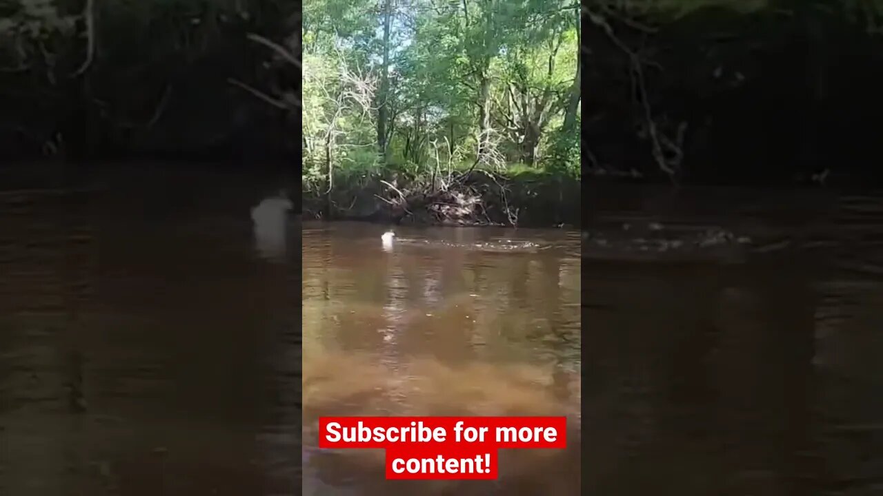 A Big River Bass in Neck Deep Water!