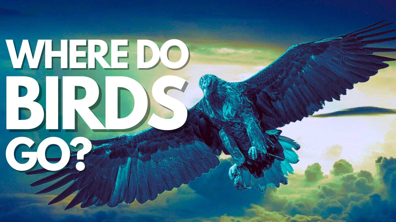 Uncovering Surprising Facts About Global Bird Migration