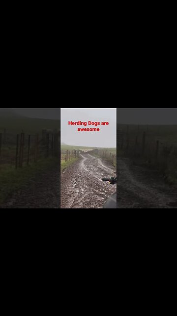 #sheep #shorts #lamb #cat #livestock #cattle #dog #heeler #shepherd #beef #lambchops #ranch #farm