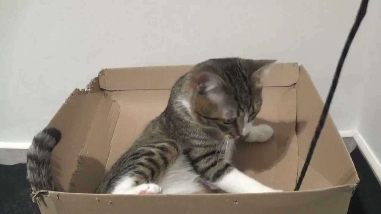 Little Cat Plays with Shoe Lace