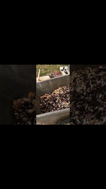 Chickens Love Coffee! Trust Me #shorts