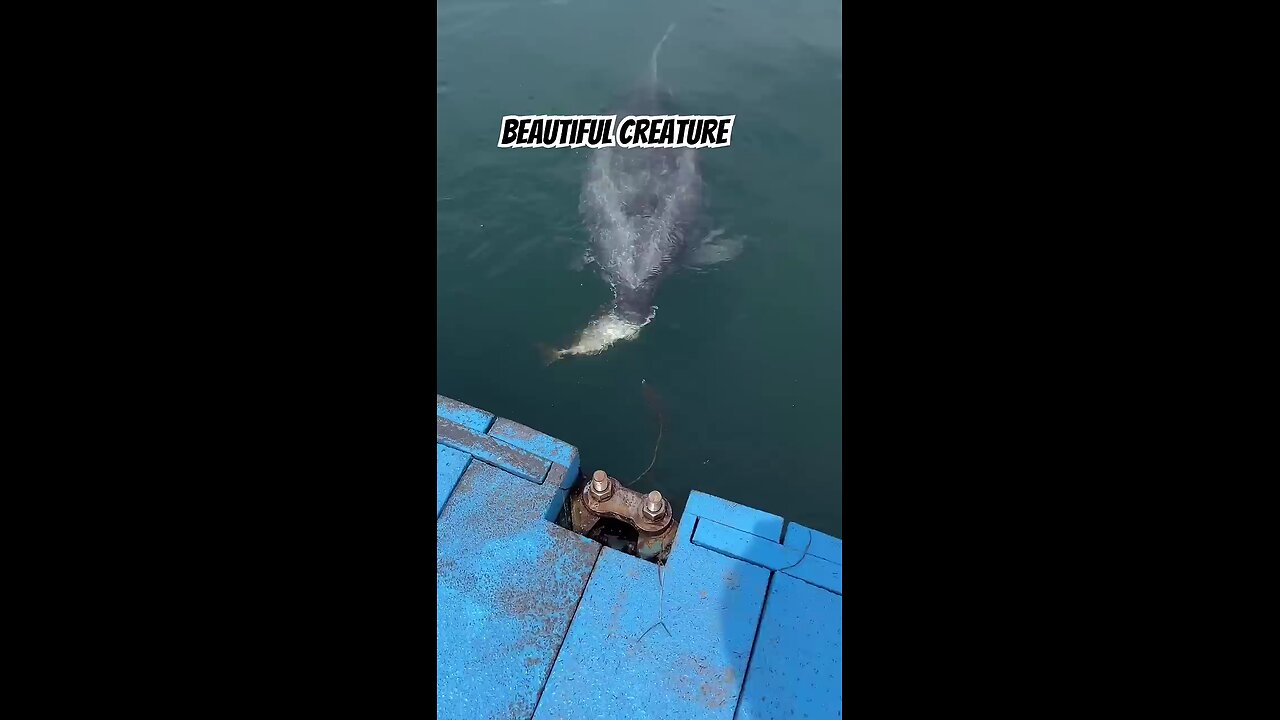 so intelligent dolphin