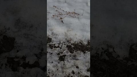 this survived winter #shorts