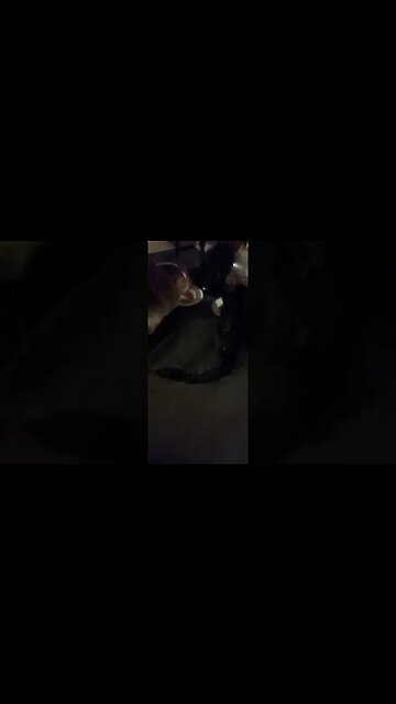 BREAKFAST TIME FOR KITTY CATS #catsofyoutube