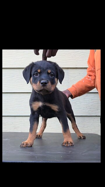 puppy up to 8 months