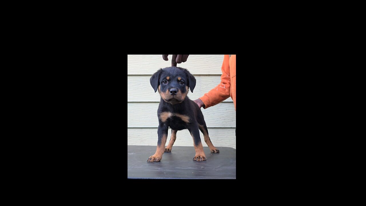 puppy up to 8 months