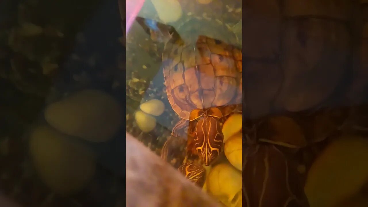 Getting a bit shy before his stream #pets #reptiles #animals #live