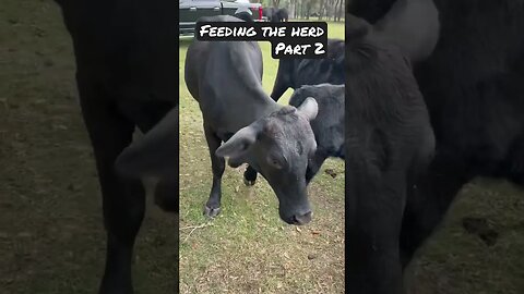 Feeding the herd part 2! #cattle #cow #cattlefarm #cowfarm #cowvideos #cattleranch #shorts