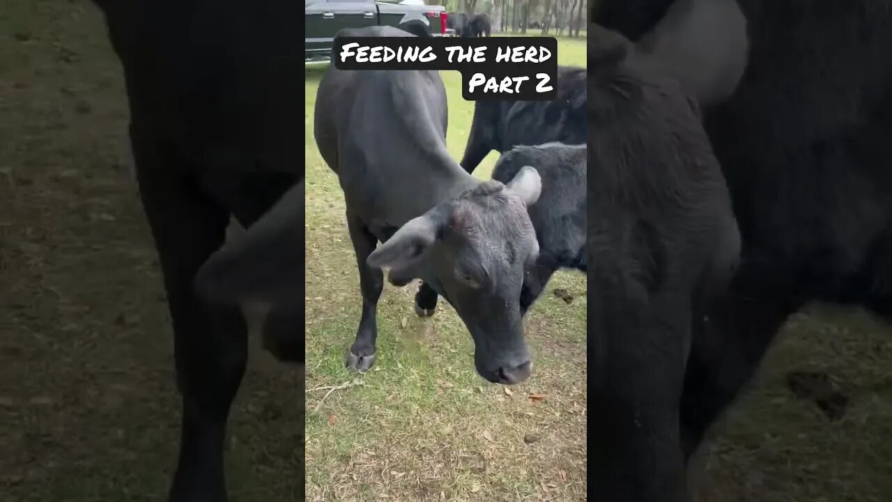 Feeding the herd part 2! #cattle #cow #cattlefarm #cowfarm #cowvideos #cattleranch #shorts