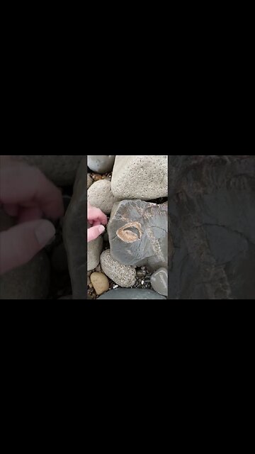 Fossil ear bone #fossil #geology