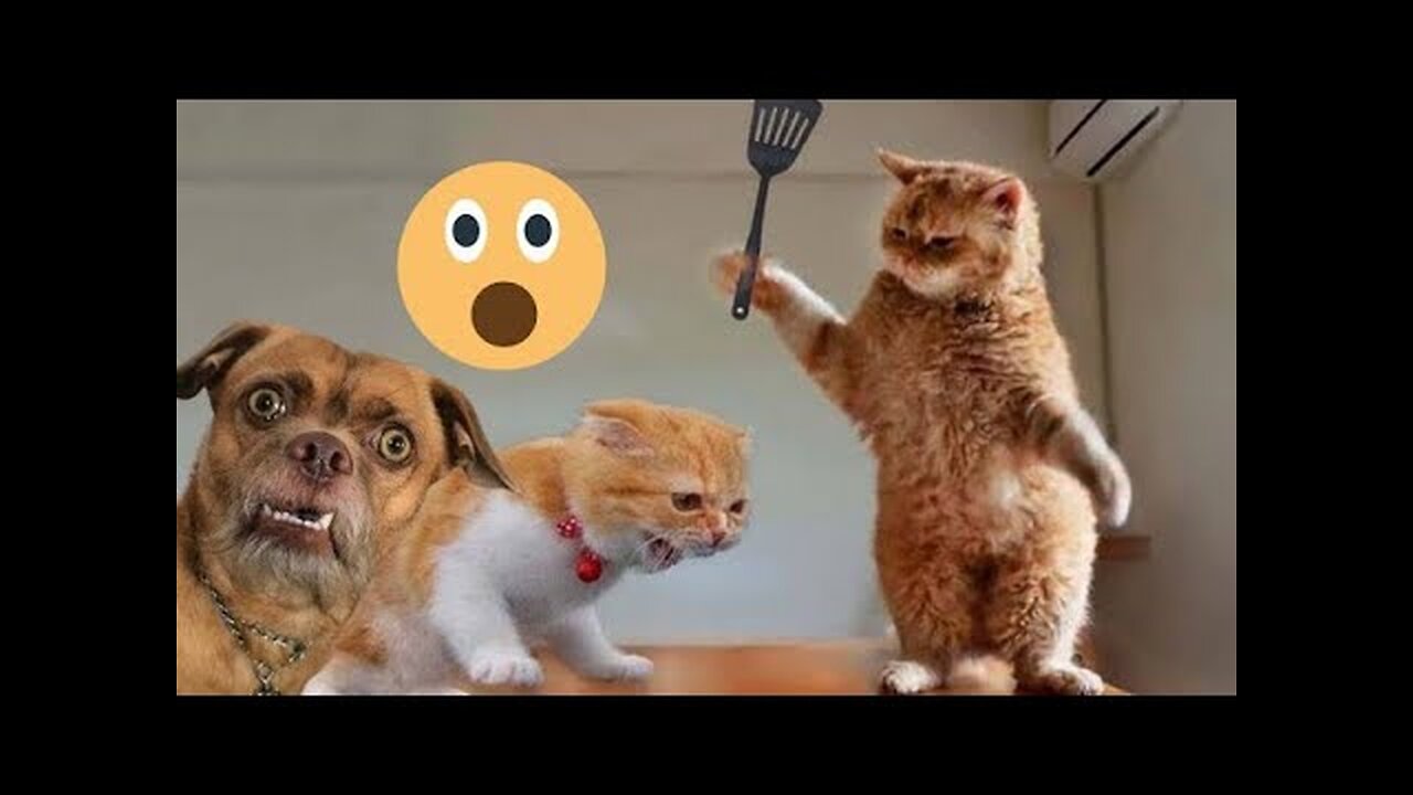 Funny animal videos|Cute animal videos |Funny dog&cat videos|Hilarious pet videos|funny video