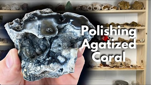 Polishing BEAUTIFUL Agatized Coral (EYE AGATE) | Lapidary | Flat Lap Face Polish