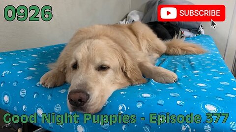 [0926] GOOD NIGHT PUPPIES - EPISODE 377 [#dogs #doggos #doggos #puppies #dogdaycare]