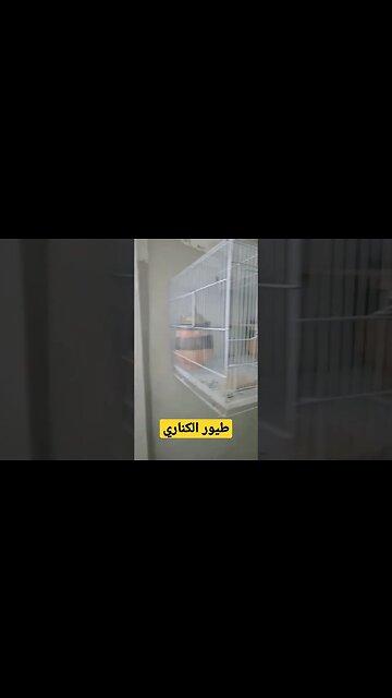 طيور الكناري الحسون روعة