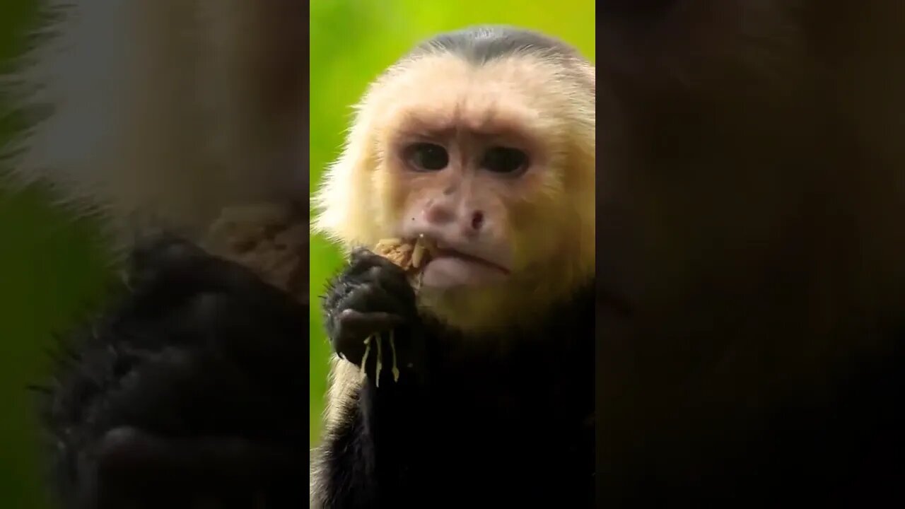 Cute Monkey Eating