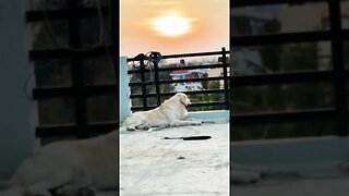 The Sunset Drop #goldenretriever #ytshorts #shorts