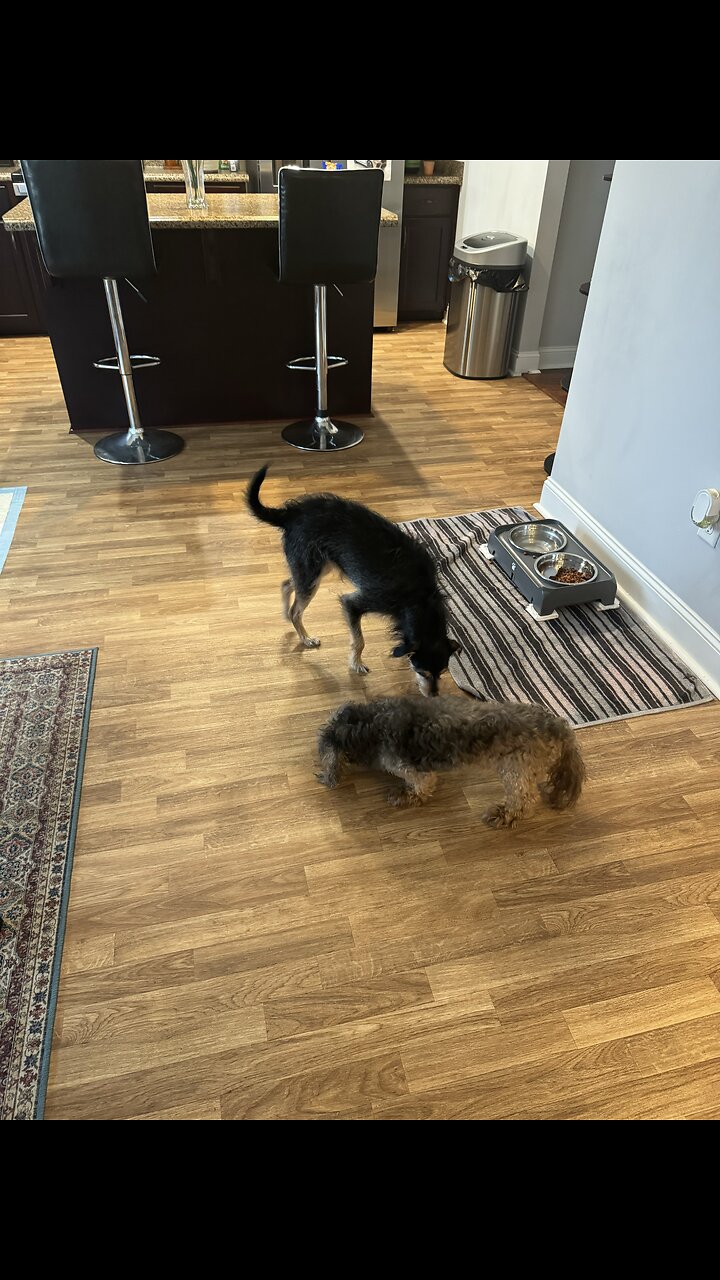 He loves crawling under there. He is to big though!! ##doglover #dogshorts #doglovers #likes