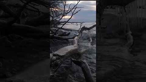 Frozen Log On Lake Ontario #shorts