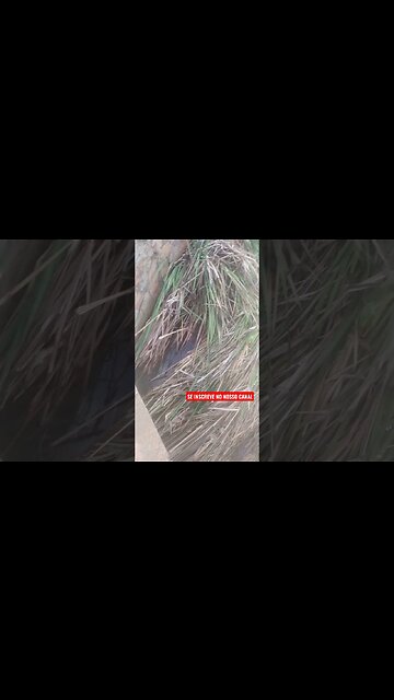 ✅Vegetação toda amassada pós enchente no Rio Santana, #eu nordeste 🌞🌵