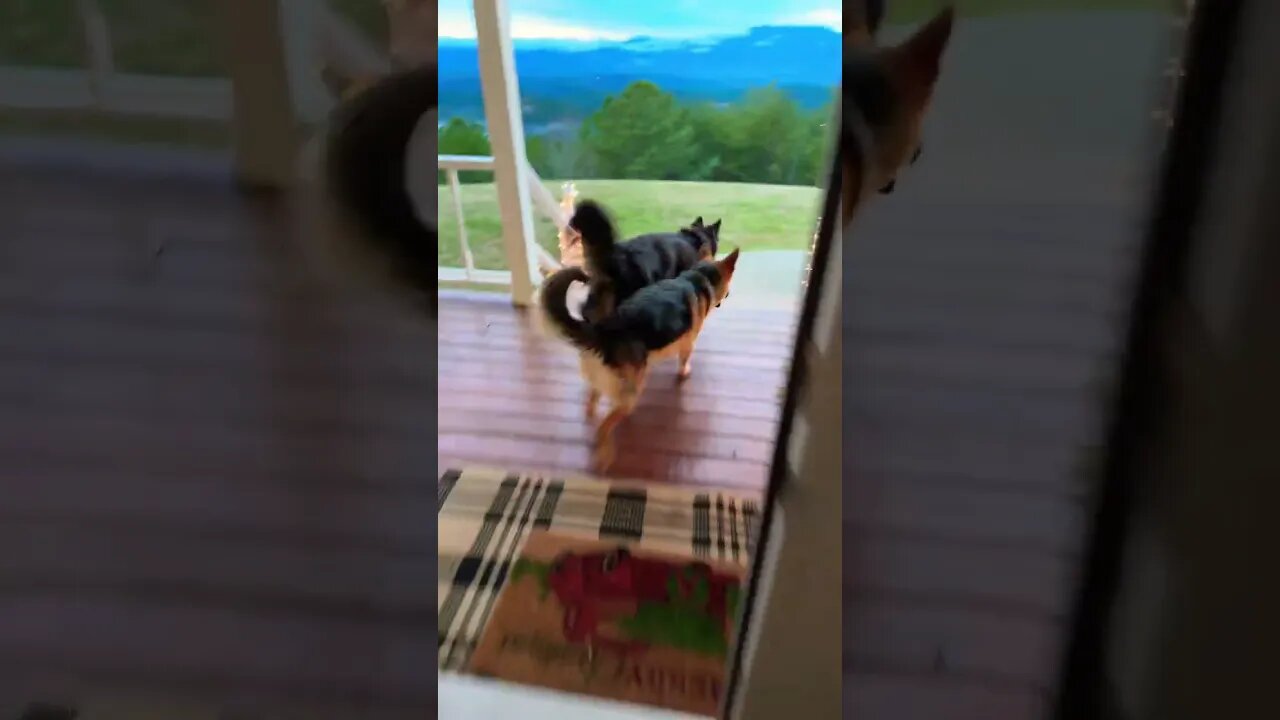 Release the hounds! German Shepherd dogs.