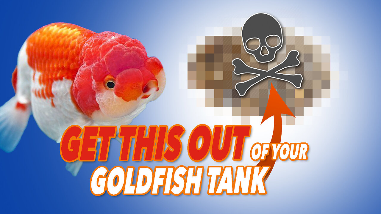 Goldfish Care Tips & DIY Aquarium Lids