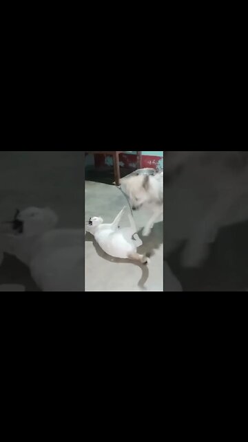 Cat attack on Dog #puppy #cats #shortvideo