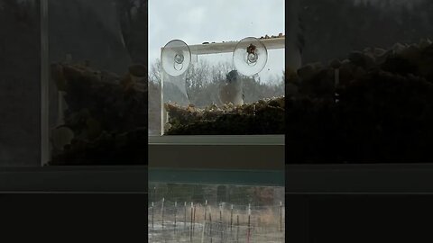 This little guy has been visiting our window every day this week! What kind of bird is he? #shorts