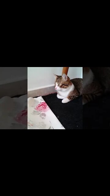 This Little Cat Likes the Bear Toy #shorts