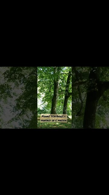 Fantasy in C Major - Schubert - Subscribe For More #shorts #schubert #classical