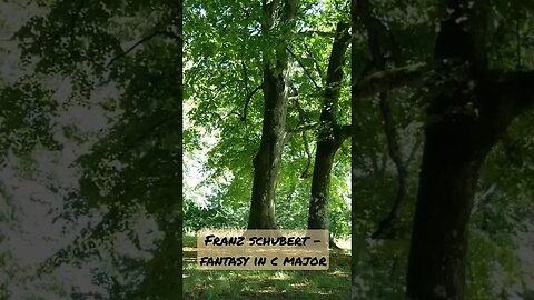 Fantasy in C Major - Schubert - Subscribe For More #shorts #schubert #classical