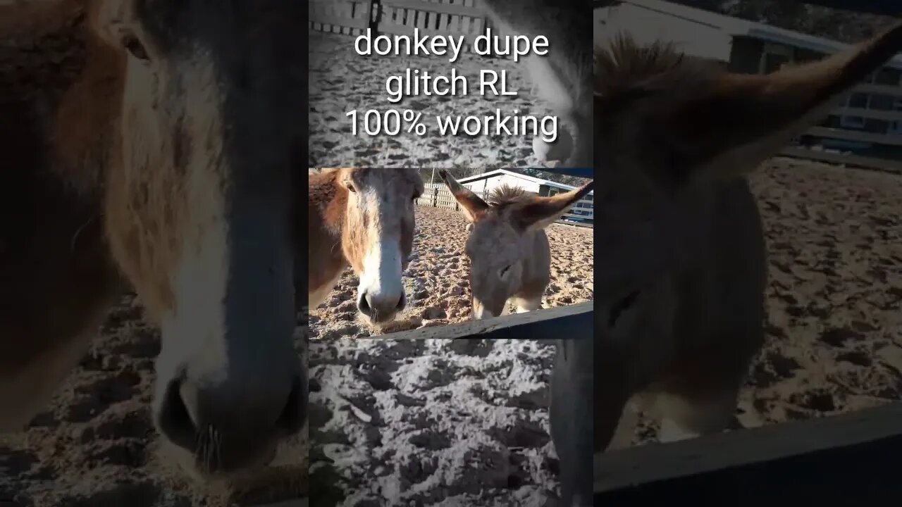 Donkey Duplication Glitch + He Tried to Eat me #shorts