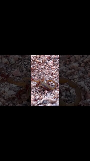 Death Grip in The left Claw!? #shorts #scorpion #redants #fighttothedeath #bajacalifornia