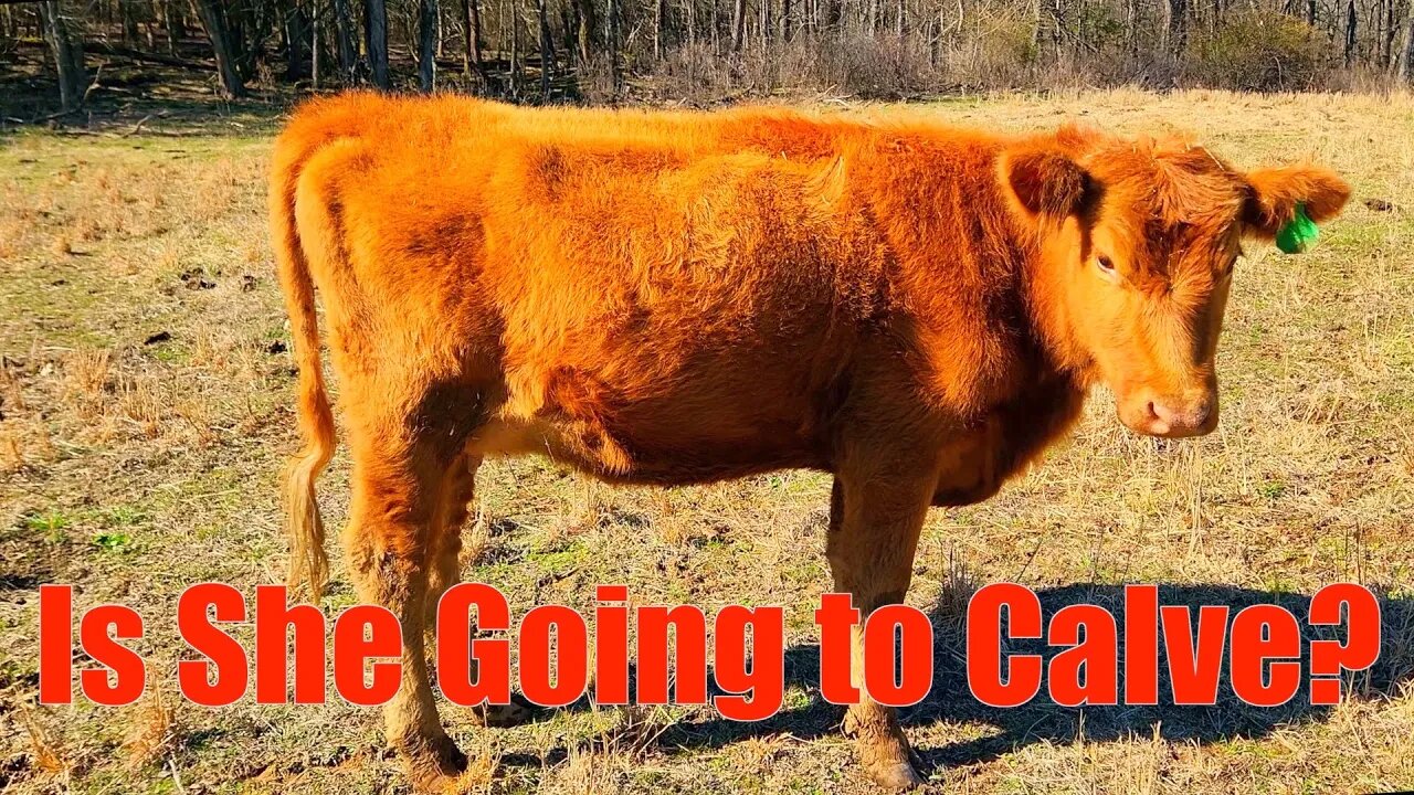 How to tell if your cow is getting close to Calving!