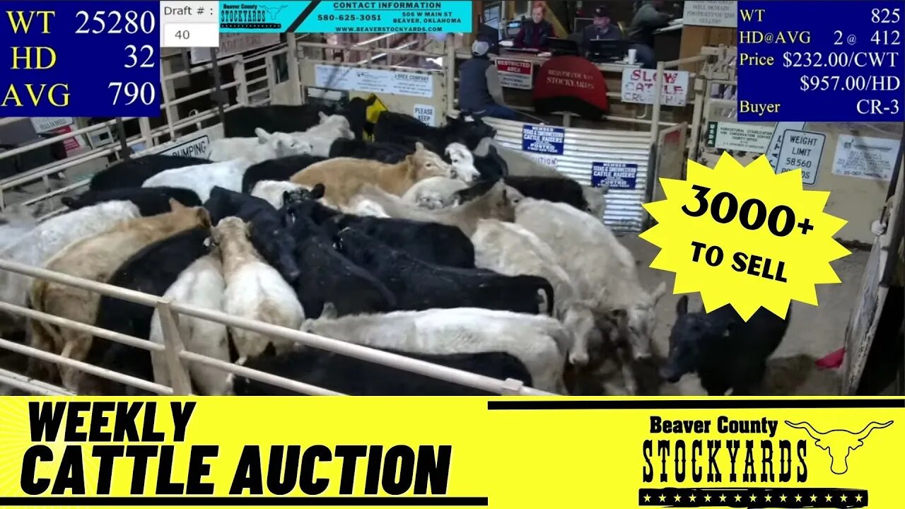 2/7/2023 - Beaver County Stockyards Livestock Auction