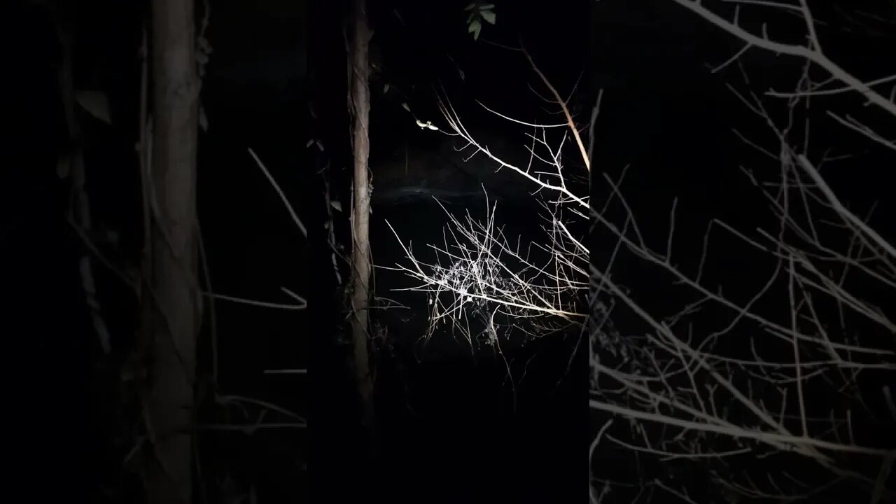 A Baby Alligator Eats me, i didn't Survive. rip 3am 28° NIGHT Camp [4K ah ah cringe Creature]