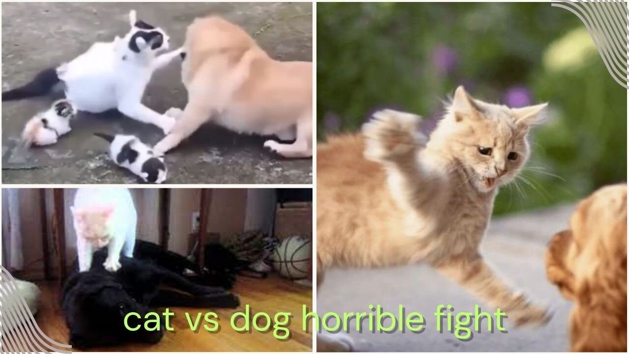 Cat vs Dog Horrible Fight 🙏😱😍