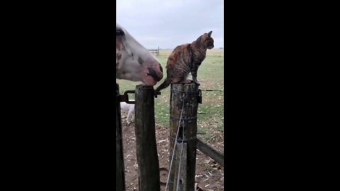 funny animals