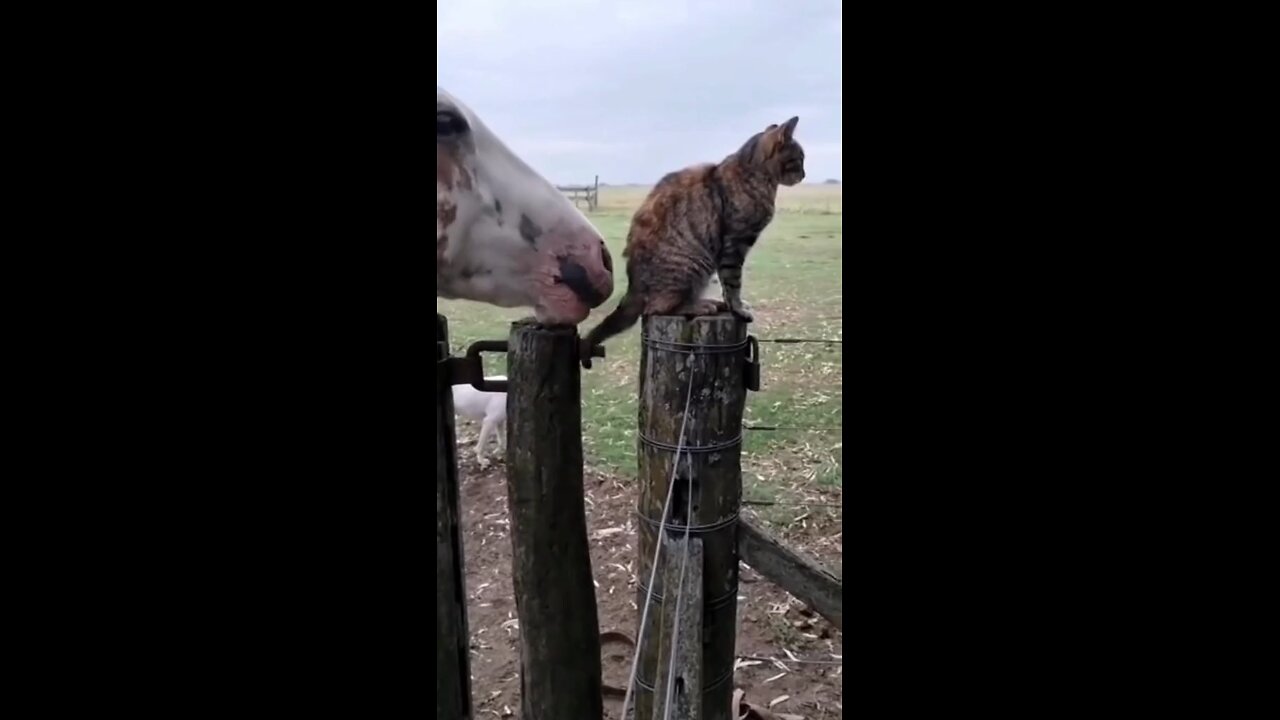 funny animals