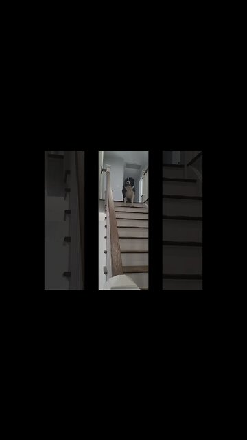 #shorts #dogs #staircase #pets