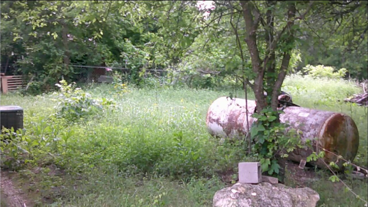 Watch as overgrown yard restored