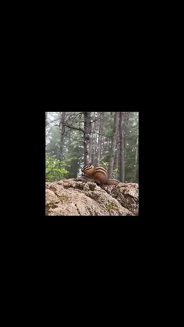 A little cuteness in your feed