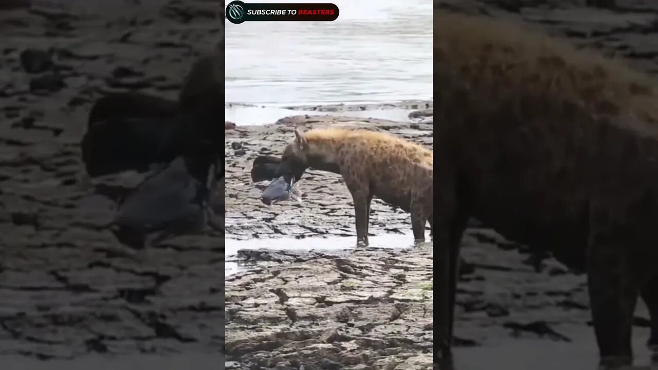 Hungry Hyenas hunting a fish from river