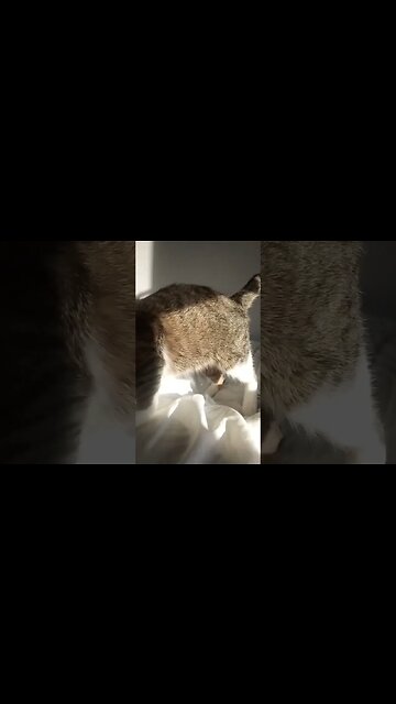 Cat Hears Food Is Ready #shorts